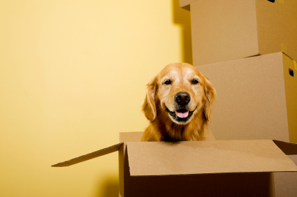 Things to consider when moving pet